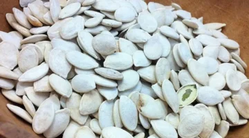 قزقزة اللب في الأماكن العامة متى تصبح سلوكًا متجاوزًا ويفرض احترام المساحات المشتركة؟ 1